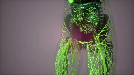 Human-Body-with-Glow-Blood-Vessels